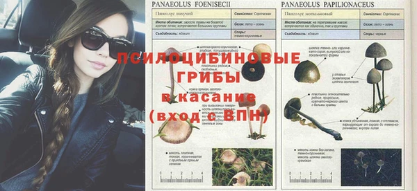 мяу мяу мука Лабытнанги